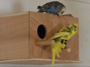 Budgie Breeding Box - Avery Budgies