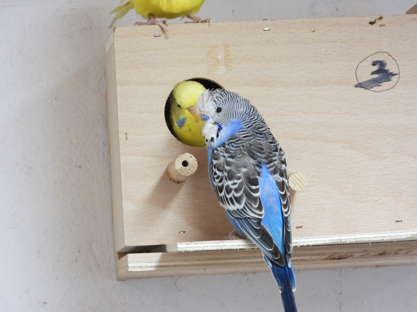 A Pair Of Breeding Budgies - aviarybudgies.co.uk