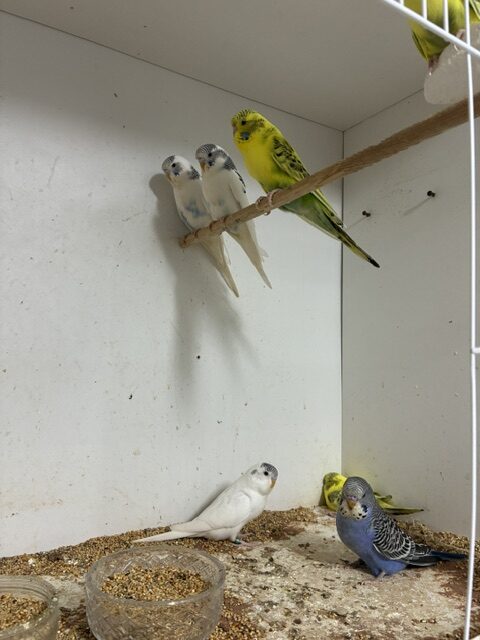 00-New Young Budgie Arrivals from Geoff Wilkins