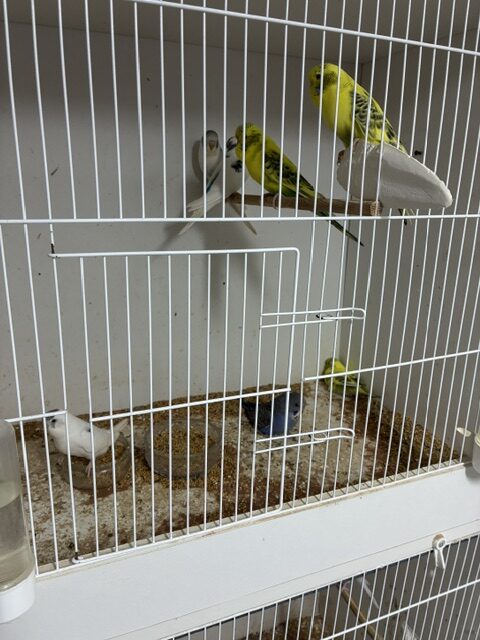 01-New Young Budgie Arrivals from Geoff Wilkins