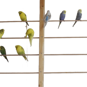 Budgie Sales